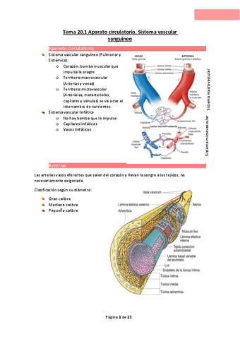 Tema-20.pdf