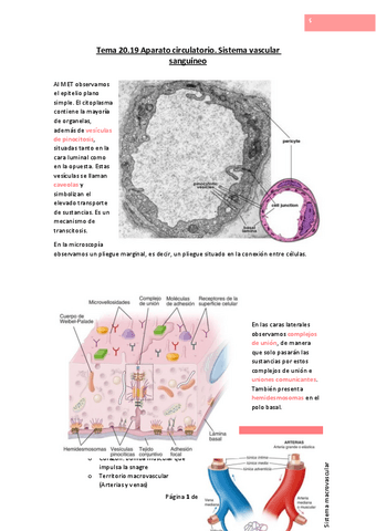Tema-20.pdf
