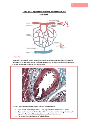 Tema-20.pdf
