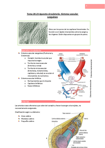 Tema-20.pdf