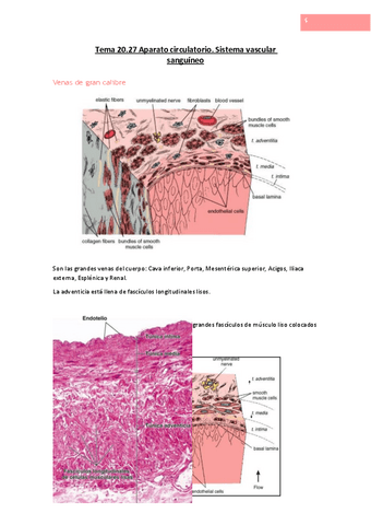 Tema-20.pdf