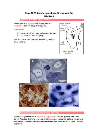 Tema-20.pdf
