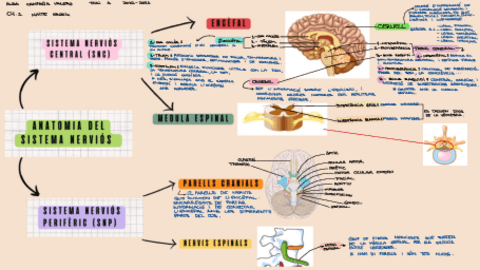 SistemaNerviosAlbaCV.pdf