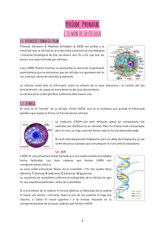 Periode-Prenatal.pdf