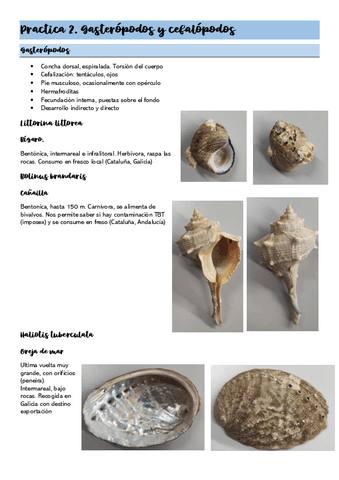Practica-2.-Gasteropodos-y-Cefalopodos.pdf