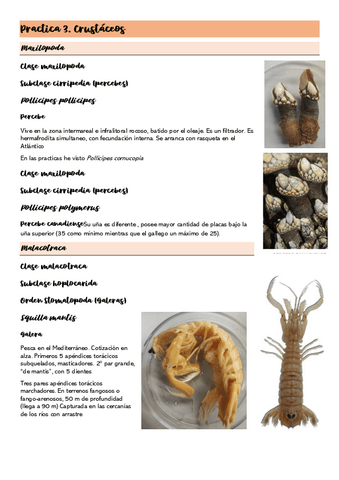 Practica-3.Crustaceos.pdf