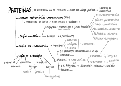 Esquemas-T1bBIOQUIMICAPROTEINASEnologia1UNIR.pdf