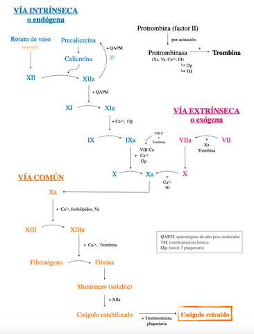 ESQUEMA-CASCADA-COAGULACION.png