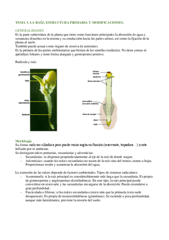 TEMA-3-botanica.pdf