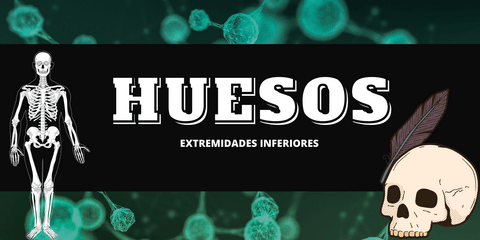 Huesos-Extremidades-inferiores.pdf