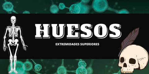 Huesos-Extremidades-superiores.pdf