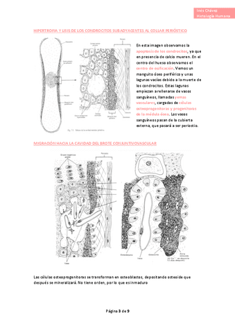 Histologia-completo-20.pdf