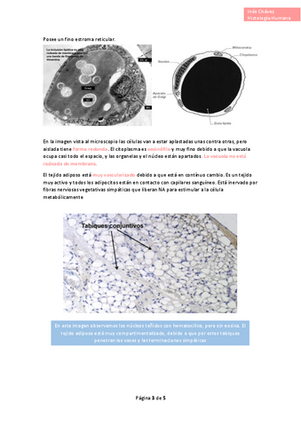 Histologia-completo-13.pdf