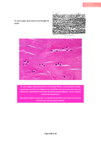 Histologia-completo-16.pdf