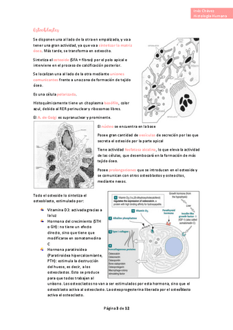 Histologia-completo-17.pdf