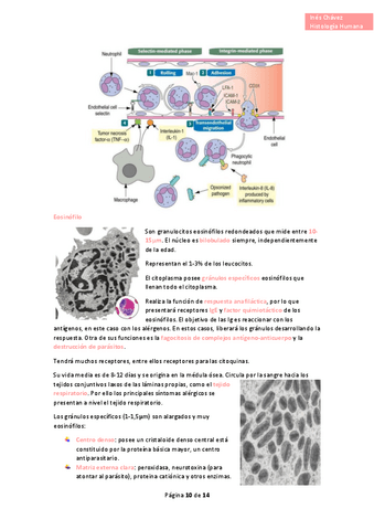 Histologia-completo-24.pdf