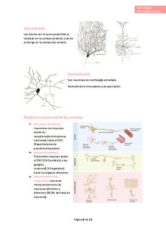 Histologia-completo-37.pdf