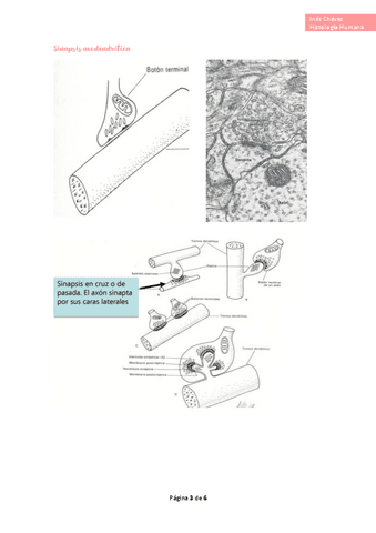 Histologia-completo-39.pdf