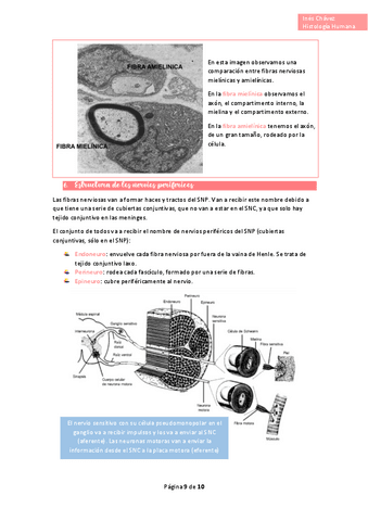 Histologia-completo-42.pdf
