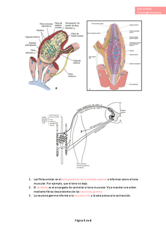 Histologia-completo-46.pdf