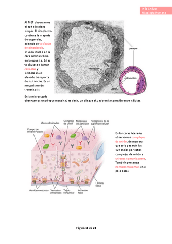 Histologia-completo-49.pdf