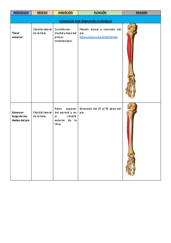 2.-Musculos-de-la-rodilla-hacia-abajo..pdf