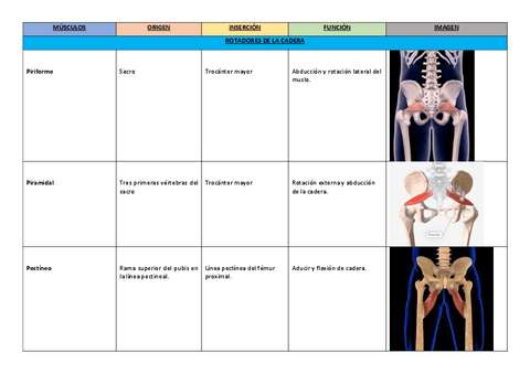 5.-Musculos-rotadores-de-la-cadera.pdf