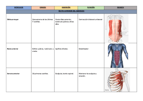 6.-Musculos-del-recto-anterior-del-abdomen..pdf