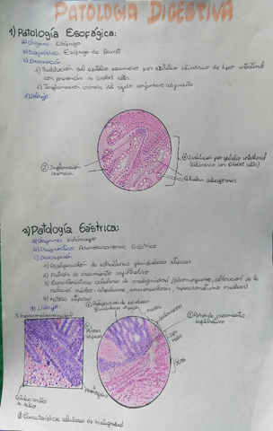 Patologia-digestiva.pdf