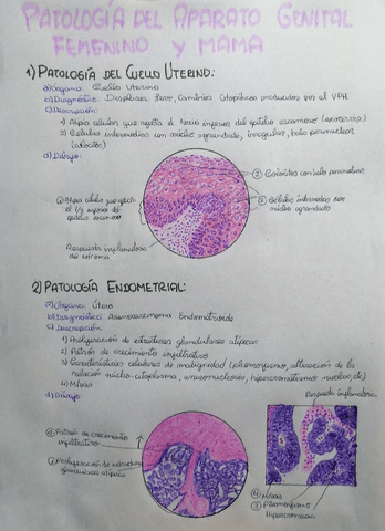 Patologia-del-aparato-genital-femenino-y-mama.pdf