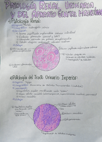 Patologia-renal-urinaria-y-del-aparato-genital-masculino.pdf