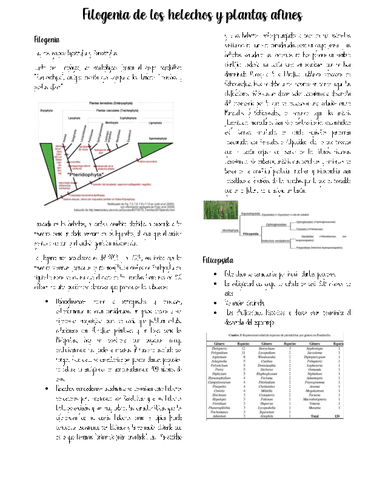 Filogenia-de-los-helechos-y-plantas-afines.pdf