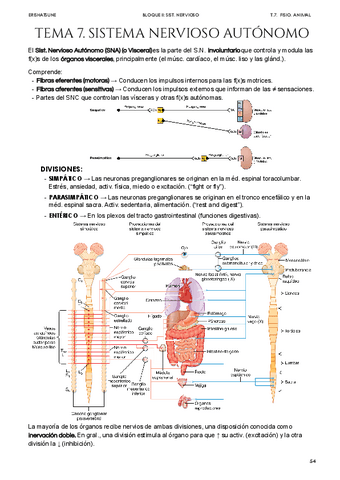 Tema-7-Sistema-nervioso-autonomo.pdf