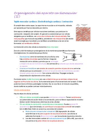 Aparato-cardiovascular-II.pdf