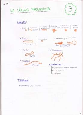 3. La célula procariota.pdf