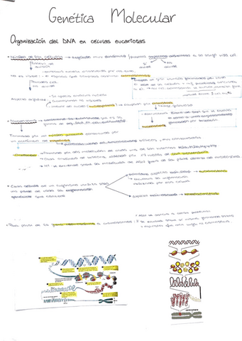 genetica-molecular.pdf