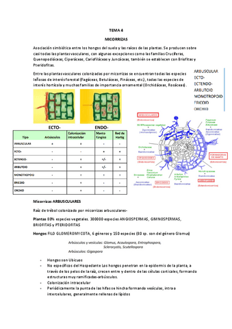 TEMA-4-MICORRIZAS.pdf
