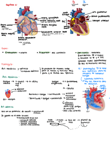 ECG-CAPS-1-6-resumen.pdf