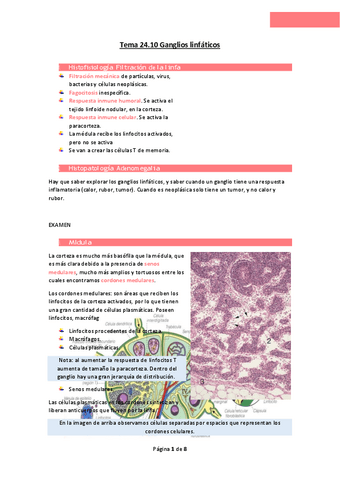Tema-24.pdf