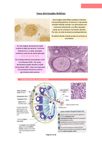 Tema-24.pdf