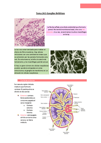 Tema-24.pdf