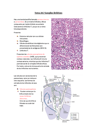 Tema-24.pdf