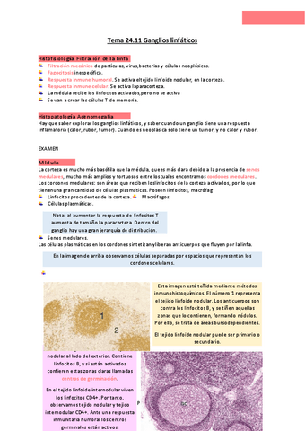 Tema-24.pdf