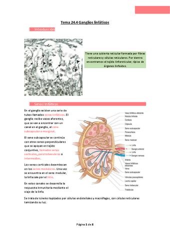 Tema-24.pdf
