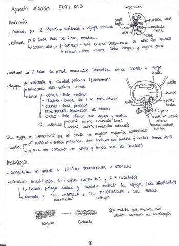 EXFO-urinari.pdf