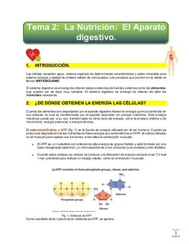 T2-Digestivo.pdf