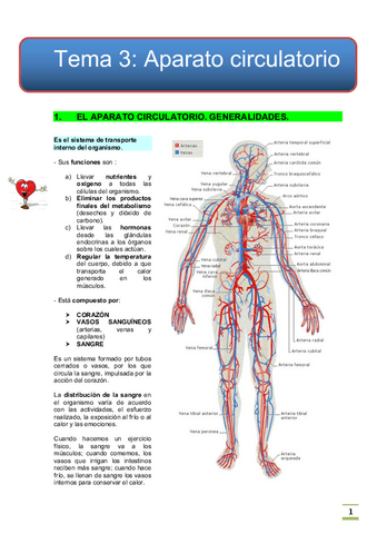 tema-3-Circulatorio.pdf
