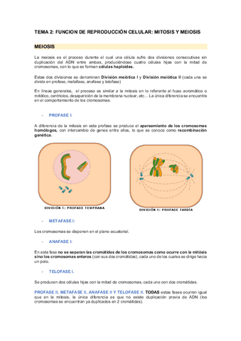 Meiosis.pdf