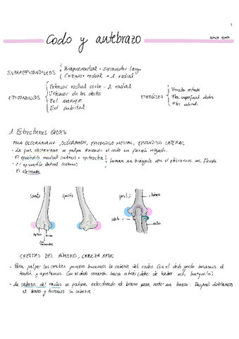 antebrazo-anatomia-palpatoria.pdf