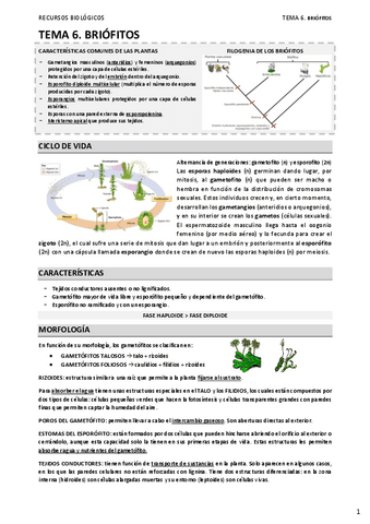 06.-BRIOFITOS.pdf